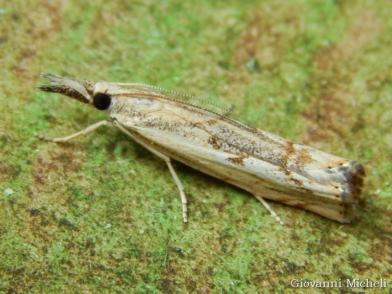 Agriphila...?